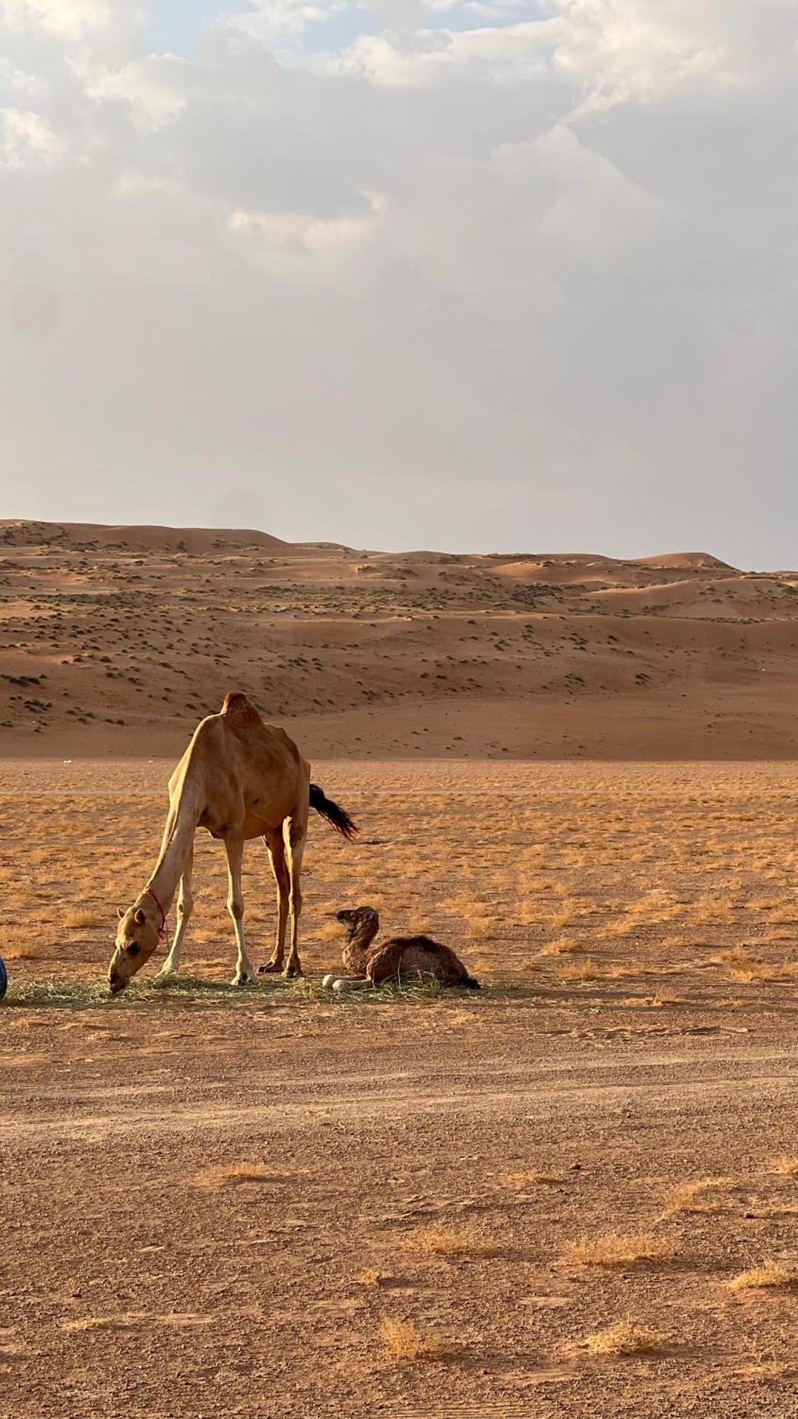 Adventurer Camp Hotel Al Wāşil Екстериор снимка